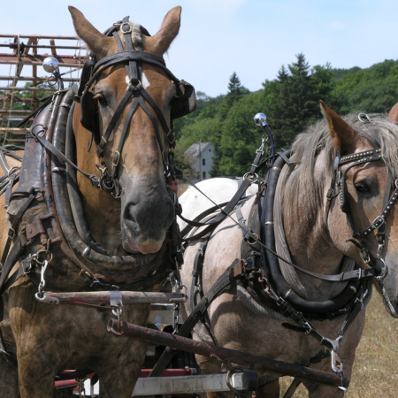 Horses on the farm