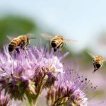 The York & District Beekeeper